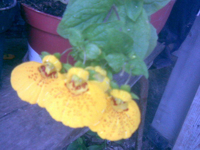 calceolaria