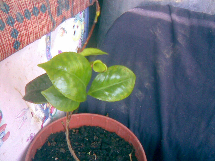 camellia japonica alba, firava:(