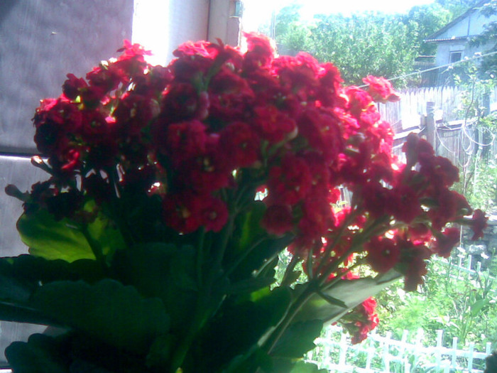 kalanchoe