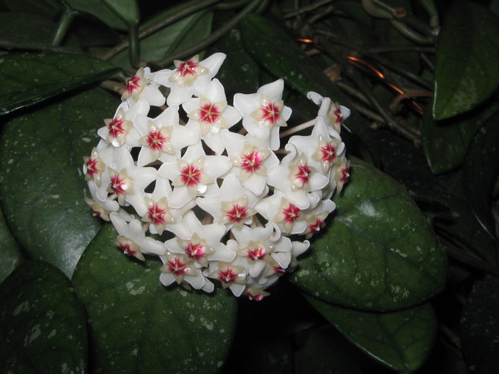 IMG_4127 - a Flori 2011