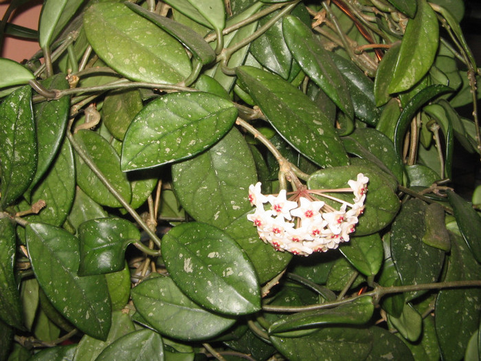 IMG_4122 - a Flori 2011