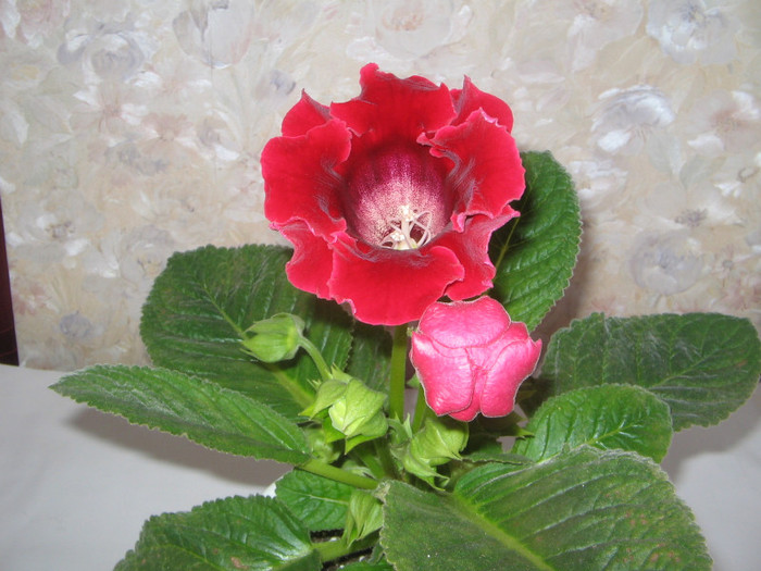 IMG_4115 - a Flori 2011