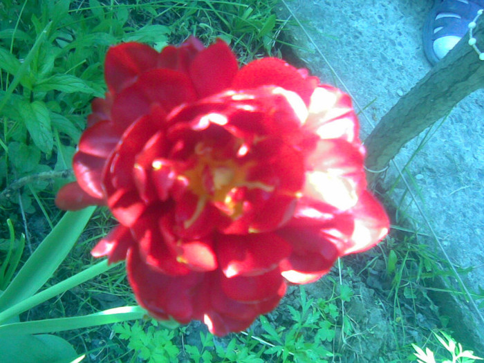 13052011(017) - gradina primavara 2011
