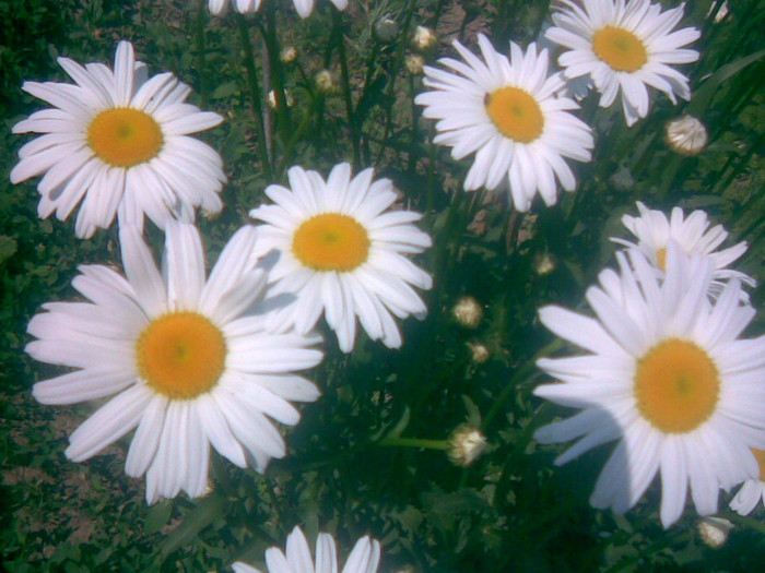 21052011(012) - gradina primavara 2011