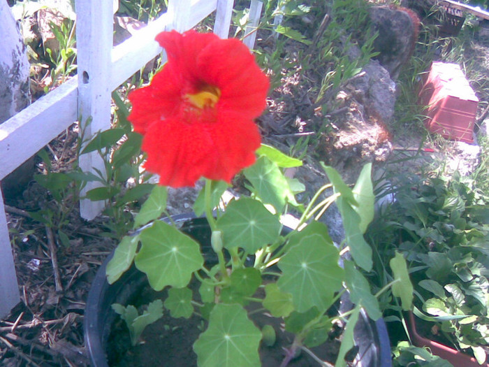 27052011(conduras) - gradina primavara 2011