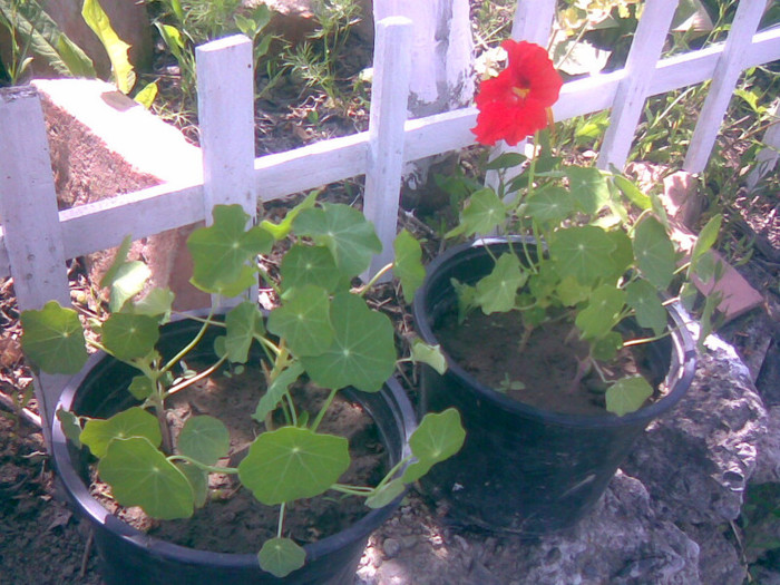 27052011(022) - gradina primavara 2011