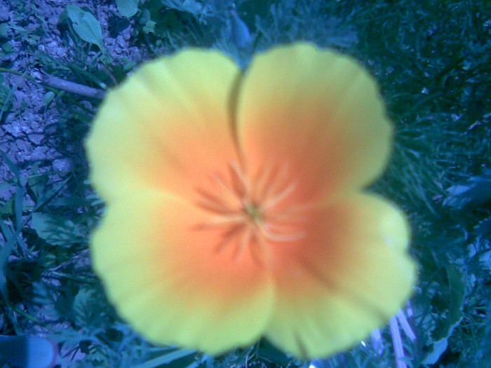 27052011(026) - gradina primavara 2011