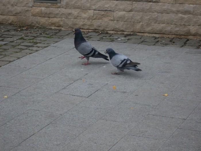 IMG_33; Porumbei din piata orasului
