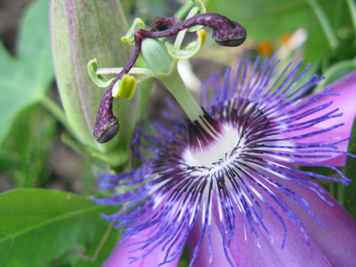 Betty Myles Young - Pasiflora