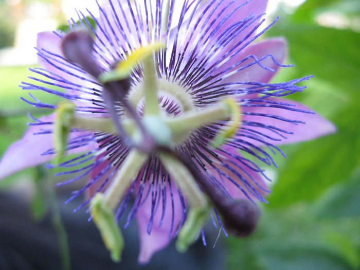 Betty Myles Young - Pasiflora