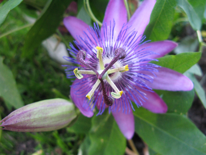 Betty Myles Young - Pasiflora