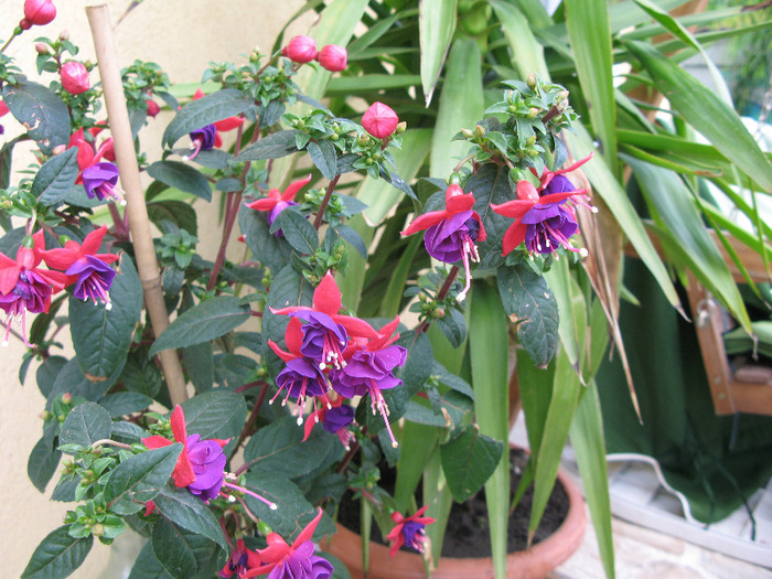 IMG_5985 - Fuchsia