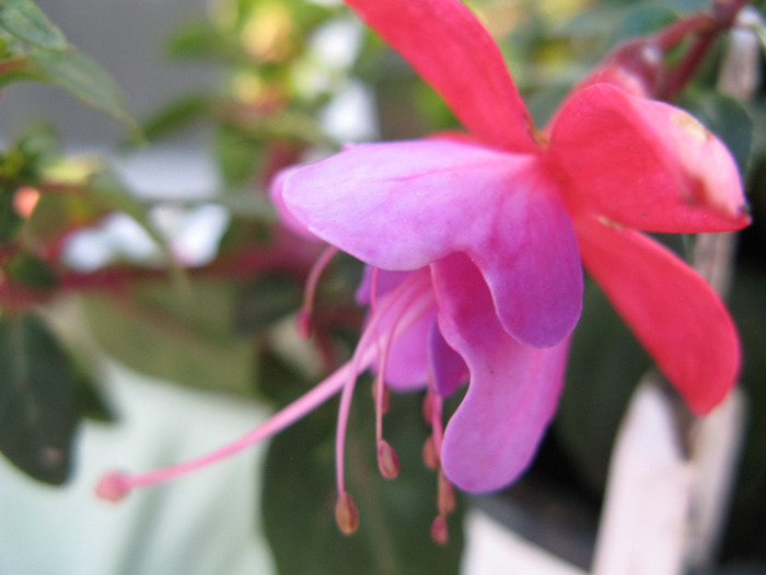 IMG_6106 - Fuchsia