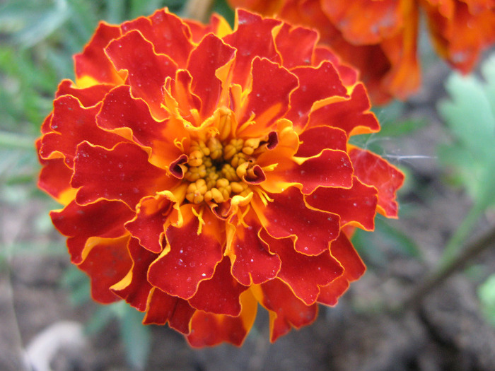 craita - Flori din gradinita