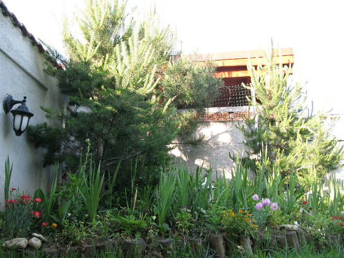 coltul meu - Flori din gradinita