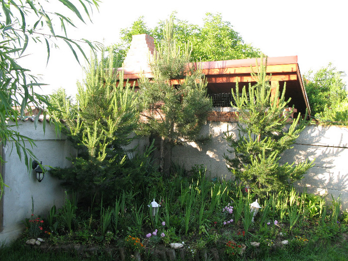 IMG_6104 - Flori din gradinita