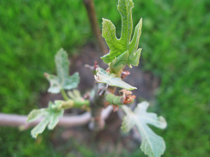 puiut de smochin - Flori din gradinita