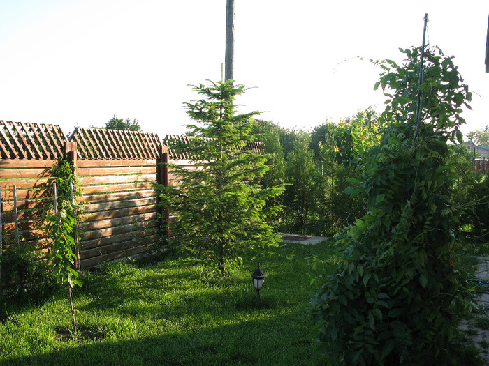 IMG_6123 - Flori din gradinita