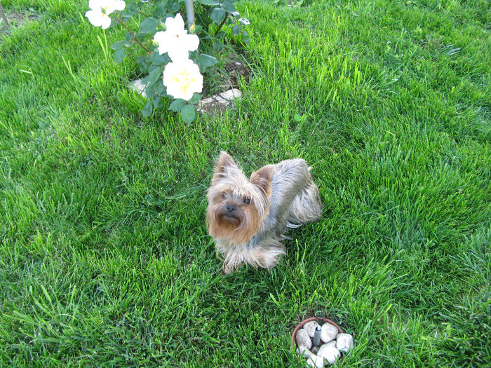 floricica sef - Flori din gradinita