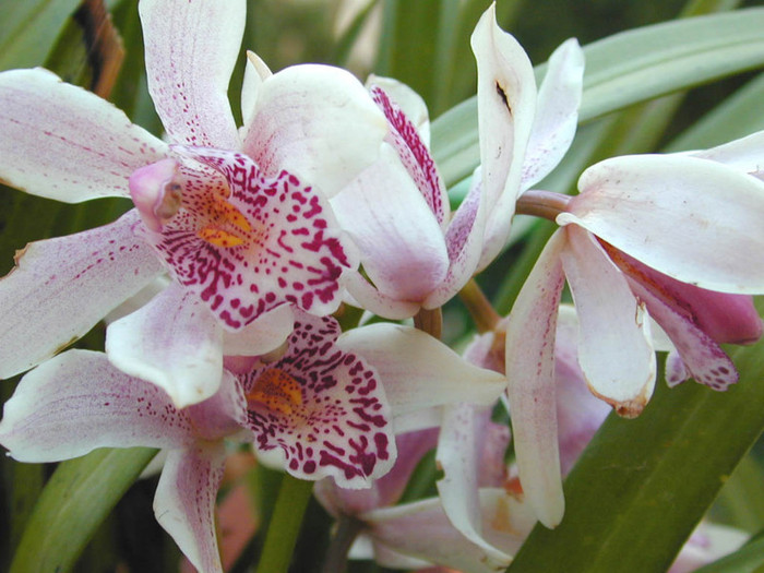 orchidees - 7 ORHIDEE