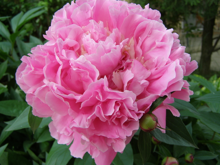 Floare de bujor