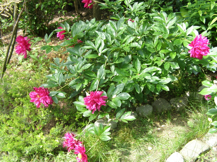 P4145790