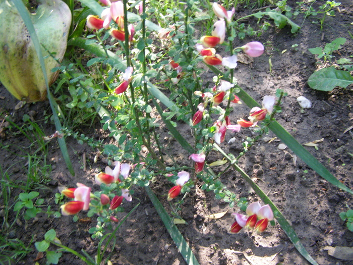 P4125780
