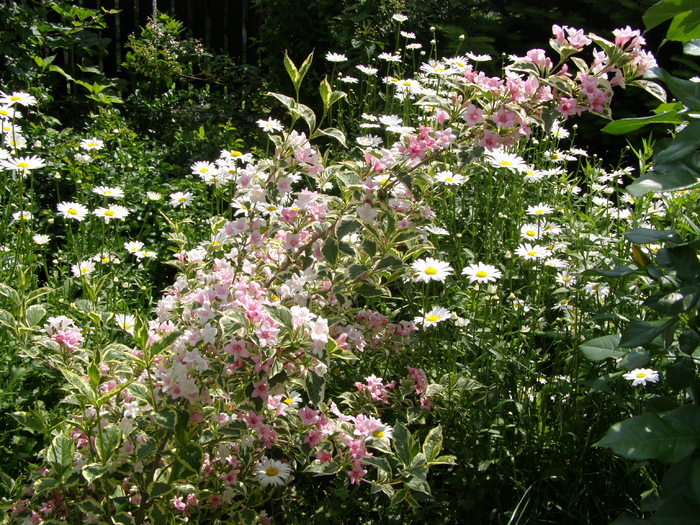 Weigela variegata