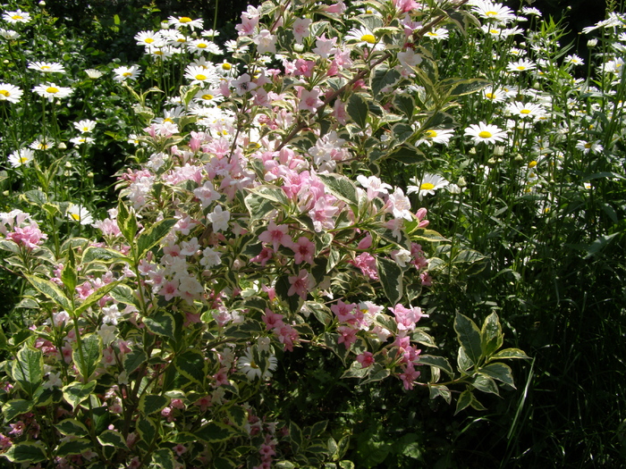 P4145810