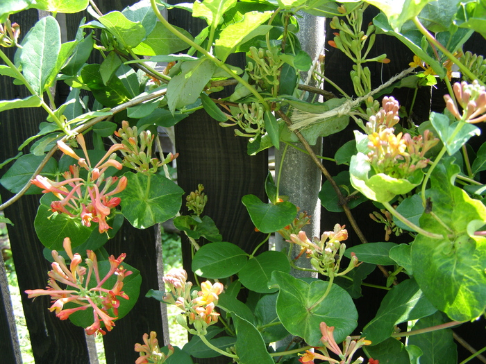 Lonicera