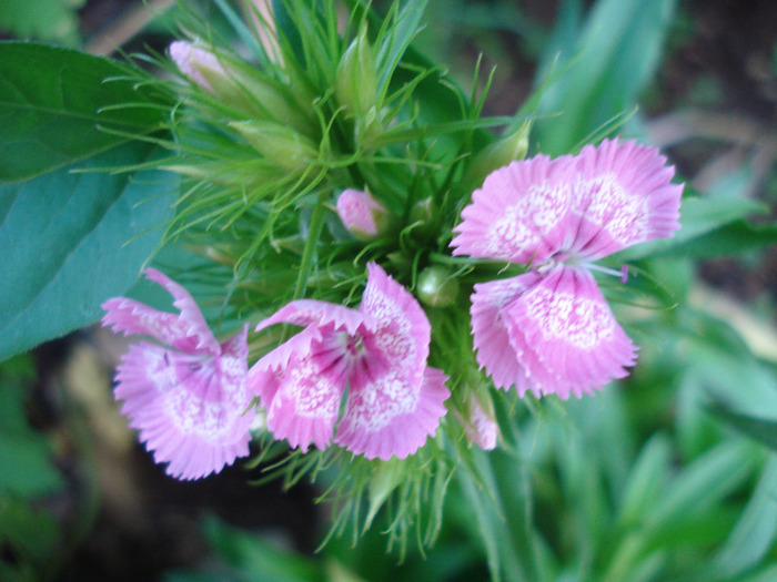 Dianthus barbatus (2011, May 28)