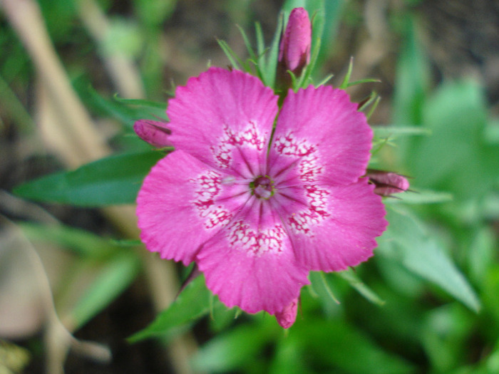 Dianthus barbatus (2011, May 28) - Dianthus Barbatus