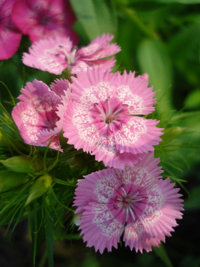 Sweet William (2011, May 29) - Dianthus Barbatus