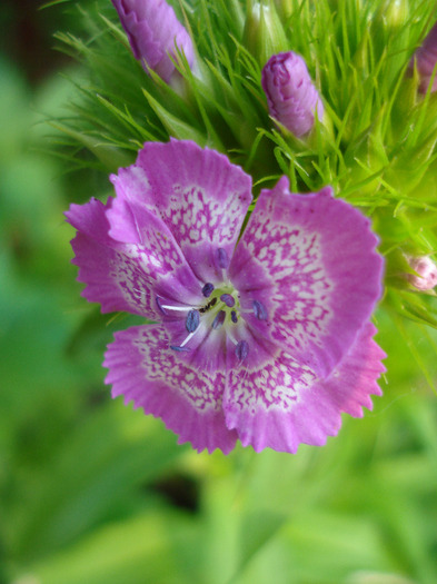 Sweet William (2011, May 29) - Dianthus Barbatus