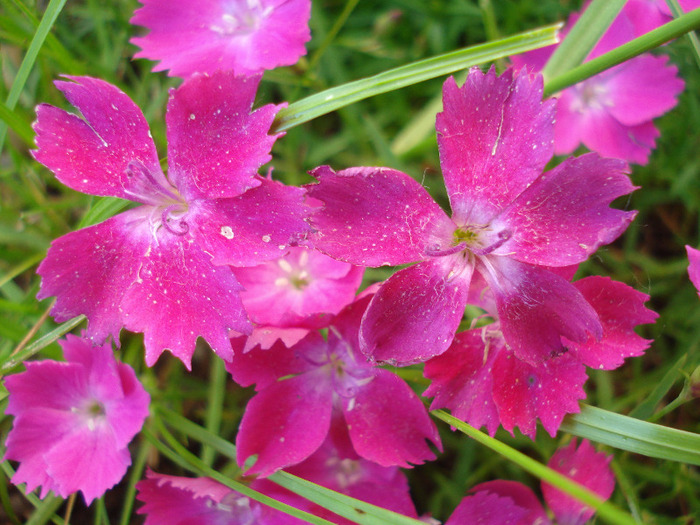 Dianthus Kahori (2011, May 27)