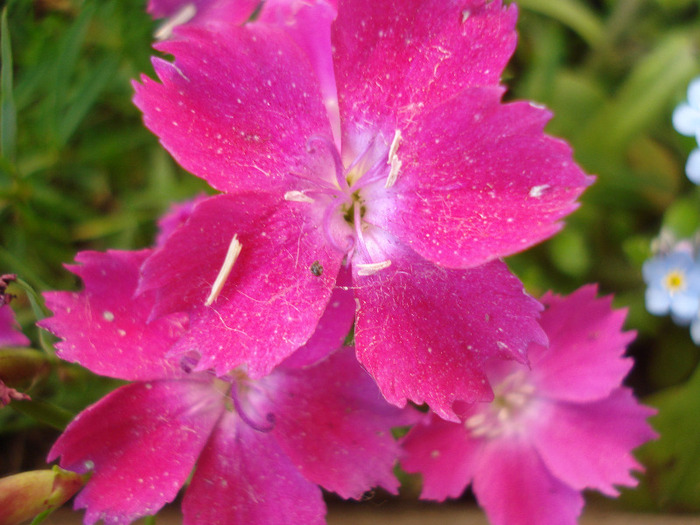 Dianthus Kahori (2011, May 27)