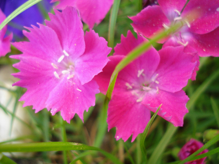 Dianthus Kahori (2011, May 27)