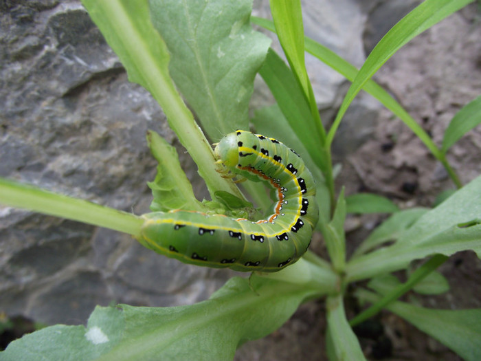 a decedat imediat dupa sedinta foto
