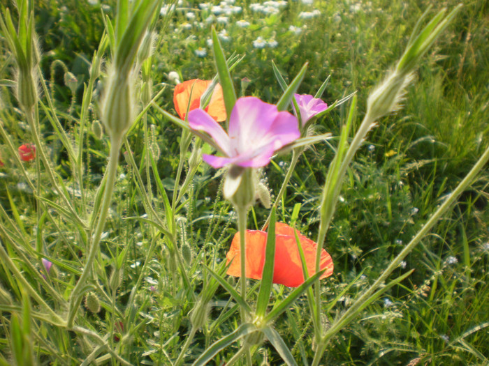 P5200560 - Flori de Camp