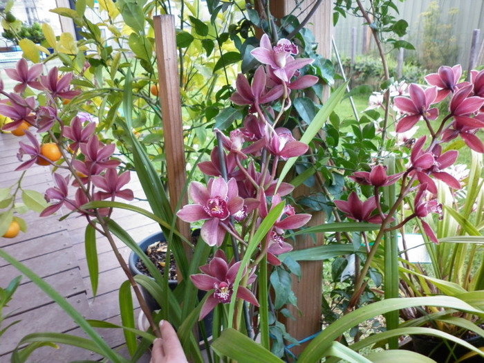 28.05.11 - Cymbidium 1