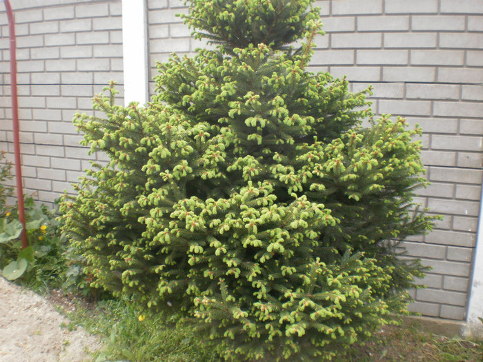 P4230387 - Primavara 2011