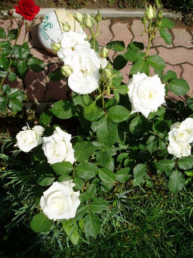 Schneewittchen rose - Flori Mai - Iunie 2011