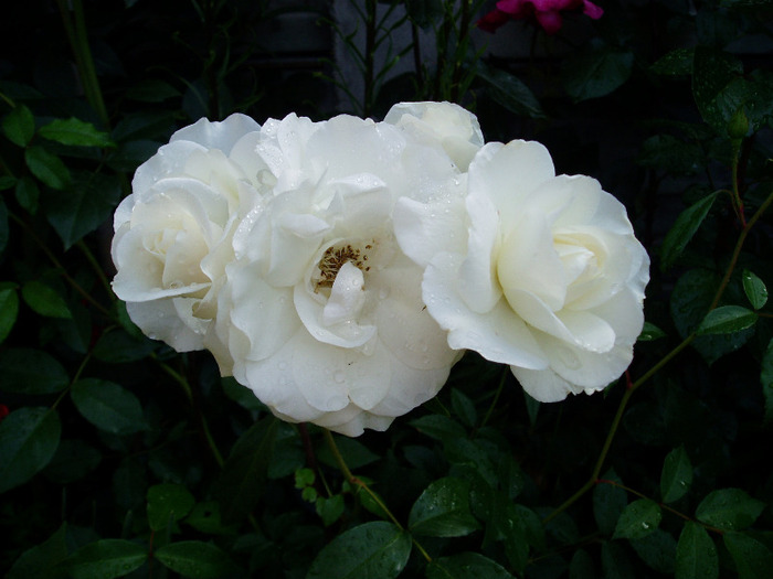 Schneewittchen rose - Flori Mai - Iunie 2011