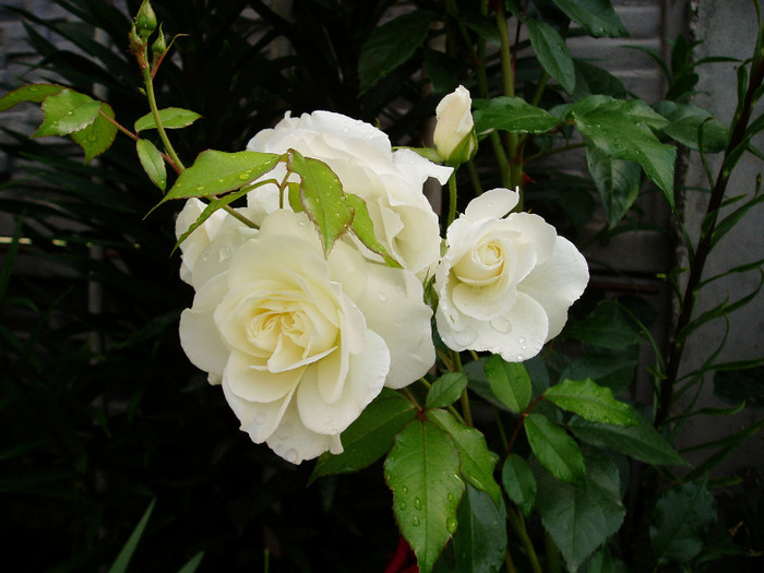 Schneewittchen rose - Flori Mai - Iunie 2011