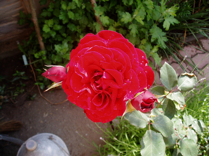 mr. lincoln rose ? - Flori Mai - Iunie 2011