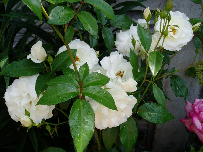 Schneewittchen rose - Flori Mai - Iunie 2011