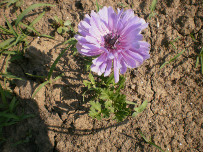 P5220577 - Gradina la inceput de iunie