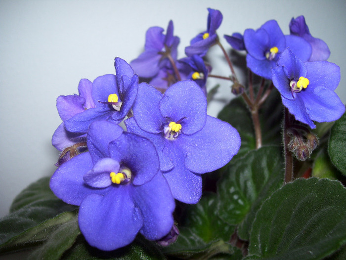 Picture 061 - violete 2011