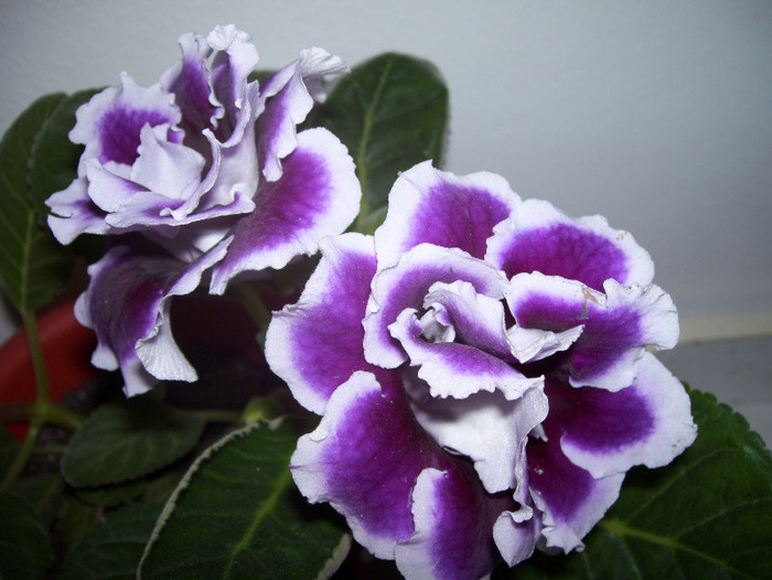 Burgundy Queen - gloxinia 2011