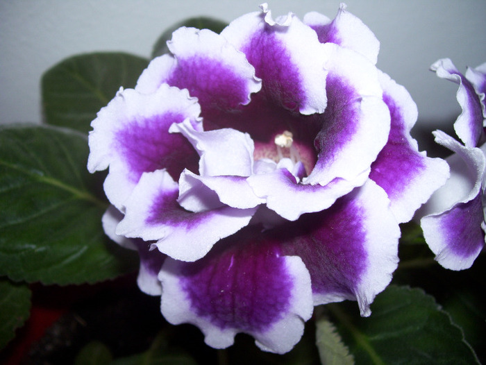 Picture 049 - gloxinia 2011